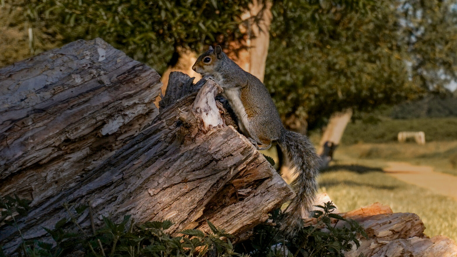 Curious squirrel