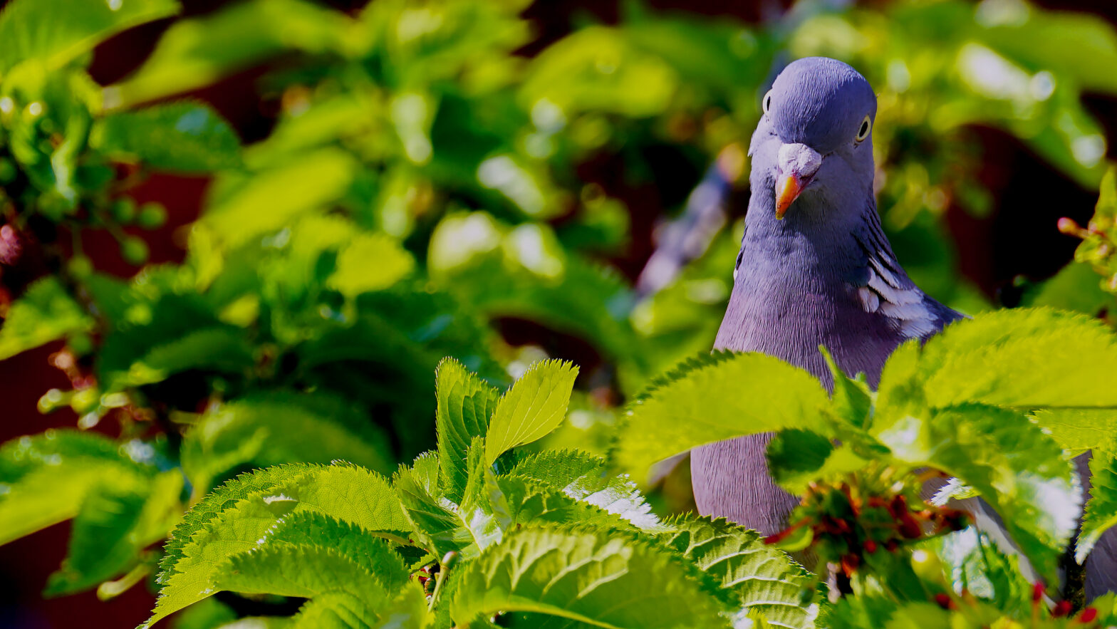 Pigeon looking directly in the camera