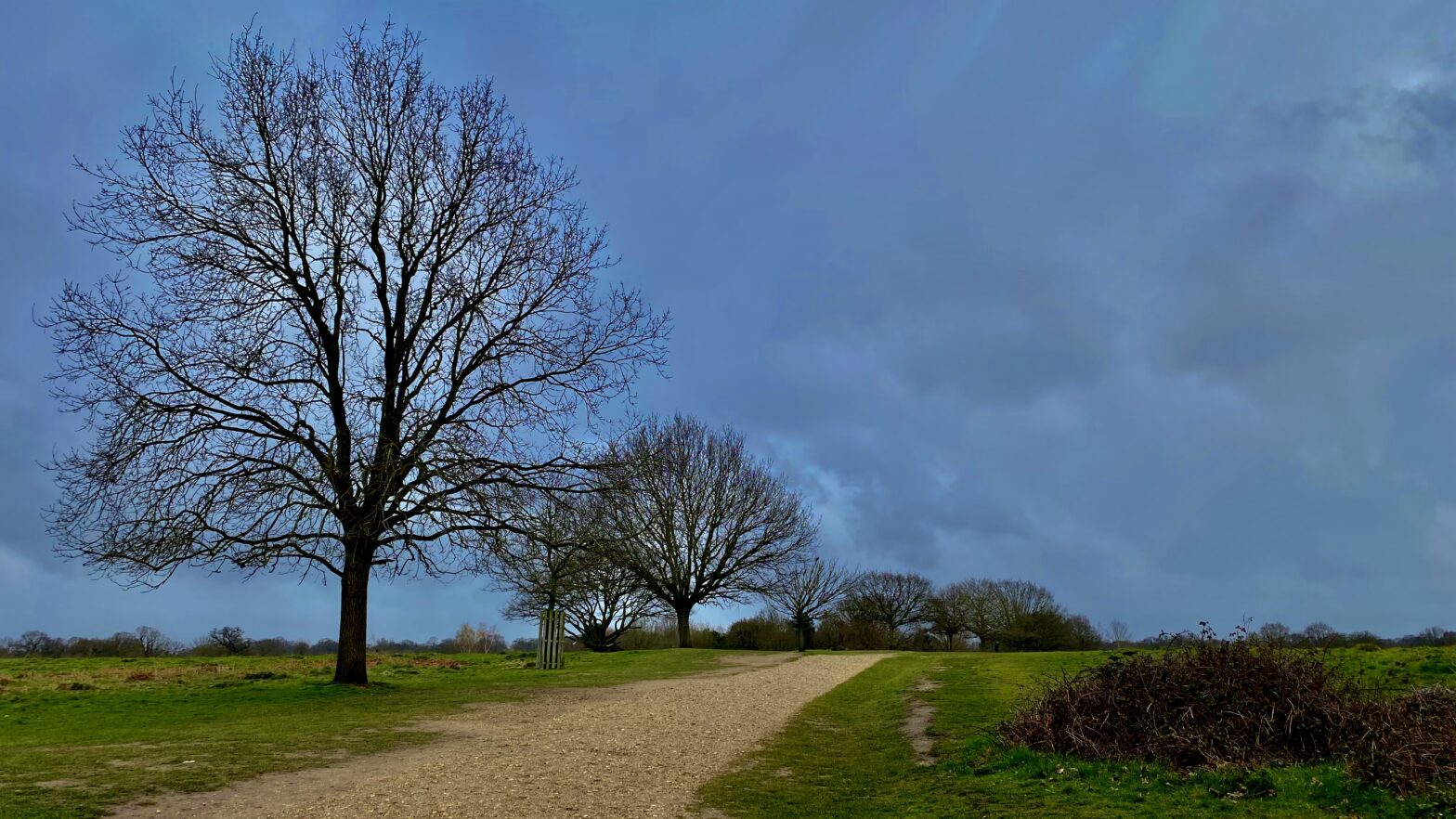 Leafless trees in Richmond Park, London